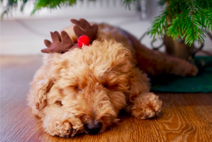 A pupper wearing reindeer antlers under a tree