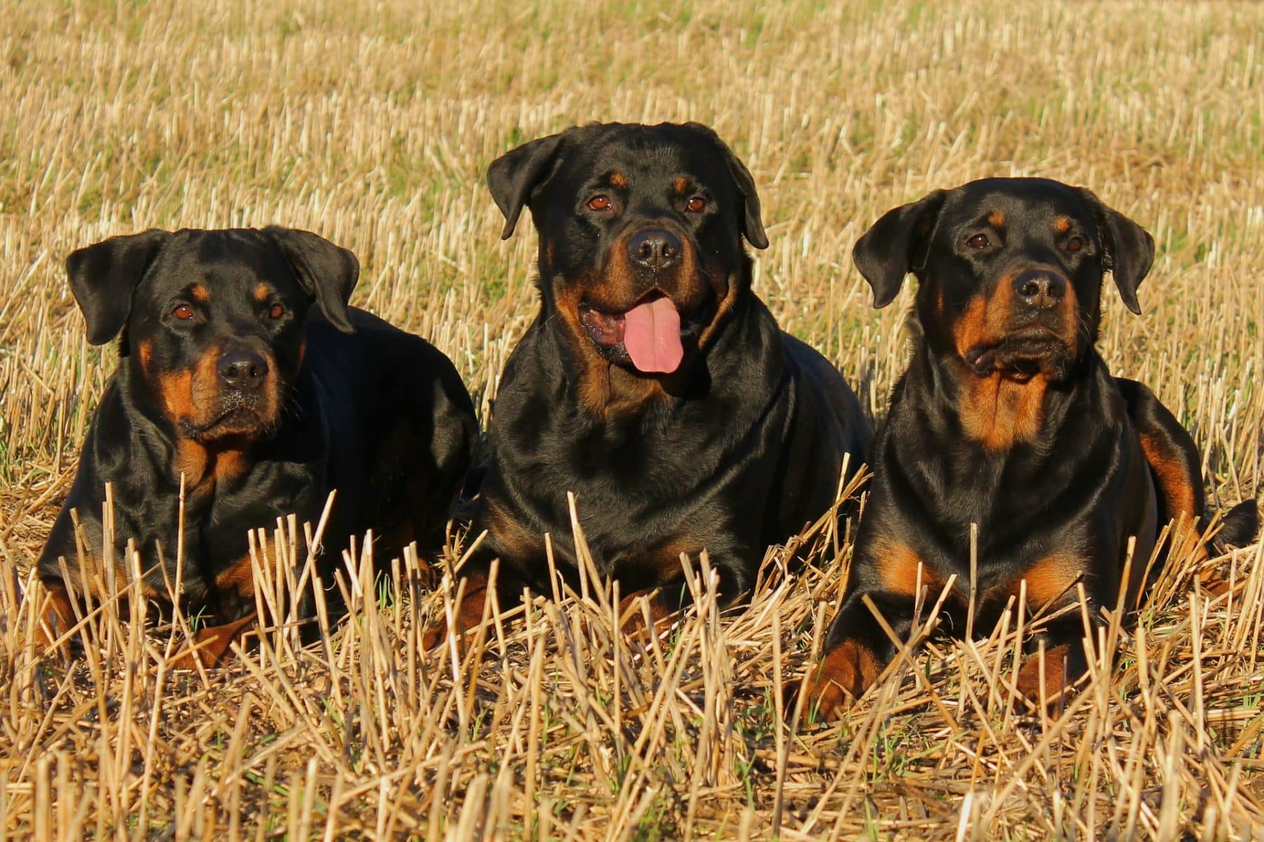The 172 Most Popular Rottweiler Names | The Dog People