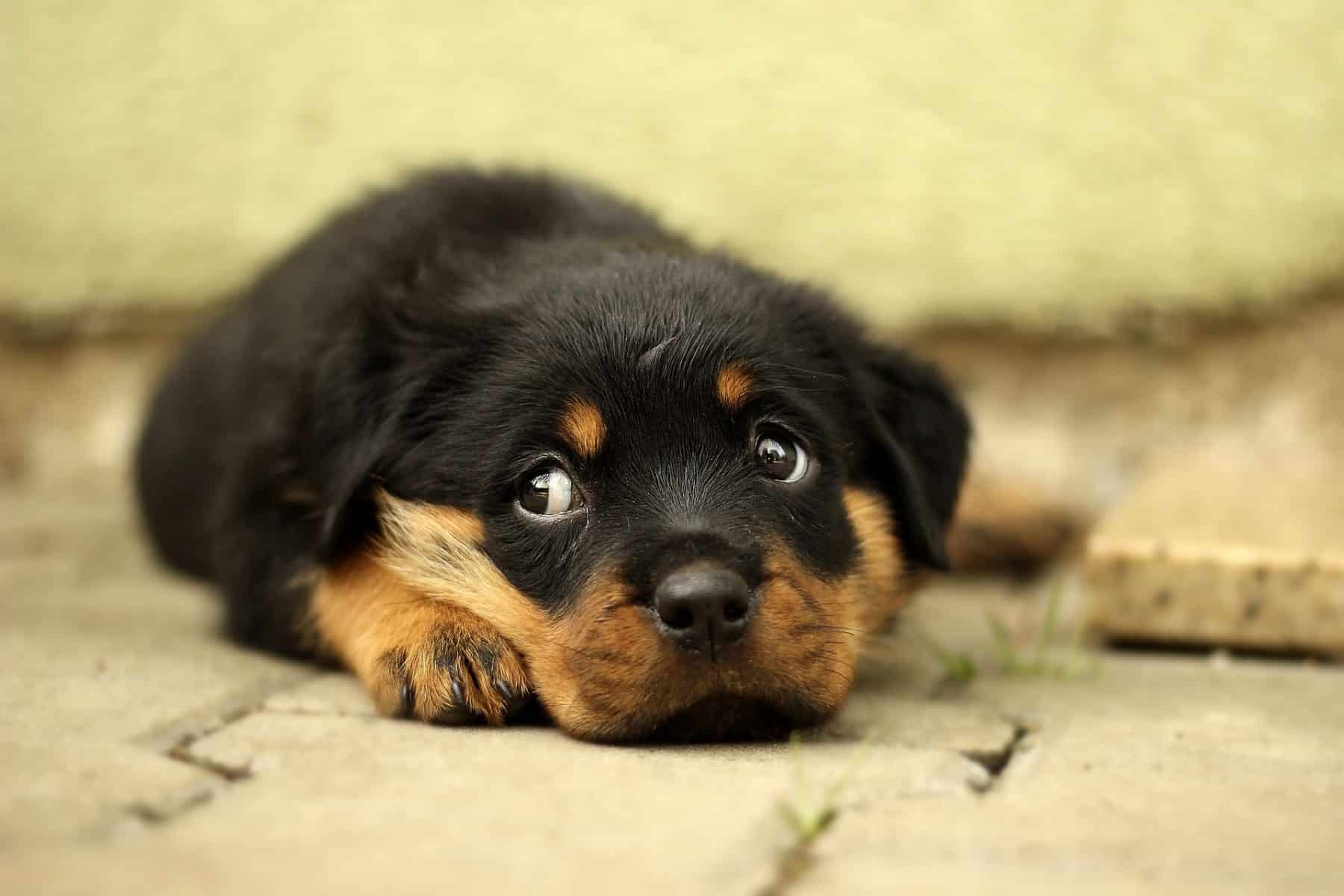 cute baby rottweiler