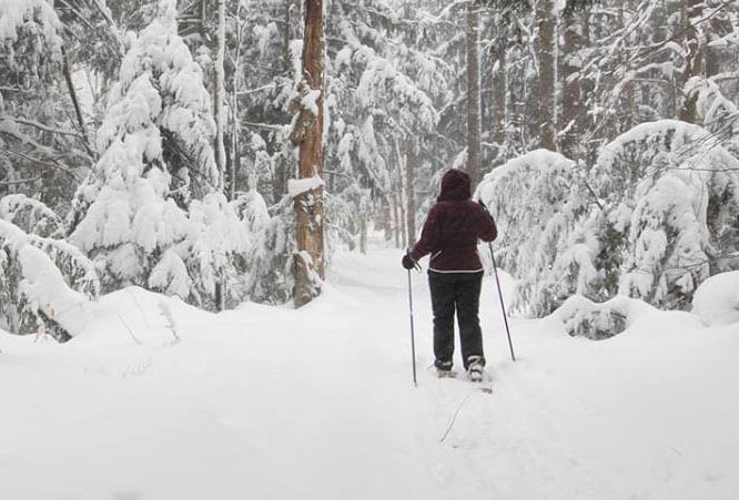 snowshoeing with dogs in winter