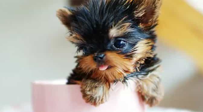 Yorkshire Terrier Puppies Everything