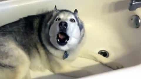 zeus stubborn husky bathtub