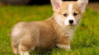 corgi pros and cons