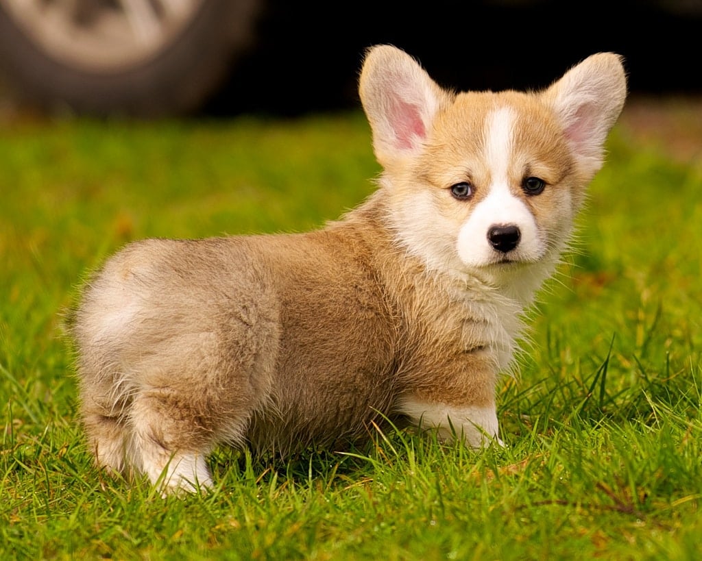 10 Things Only Pembroke Welsh Corgi Owners Understand