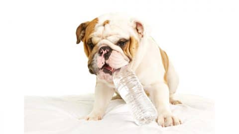 Bulldog puppy with water bottle