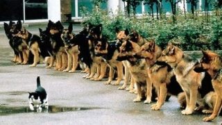 The Top 10 Smartest Dog Breeds