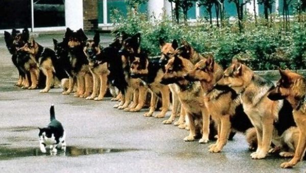 german shepherd dog intelligence
