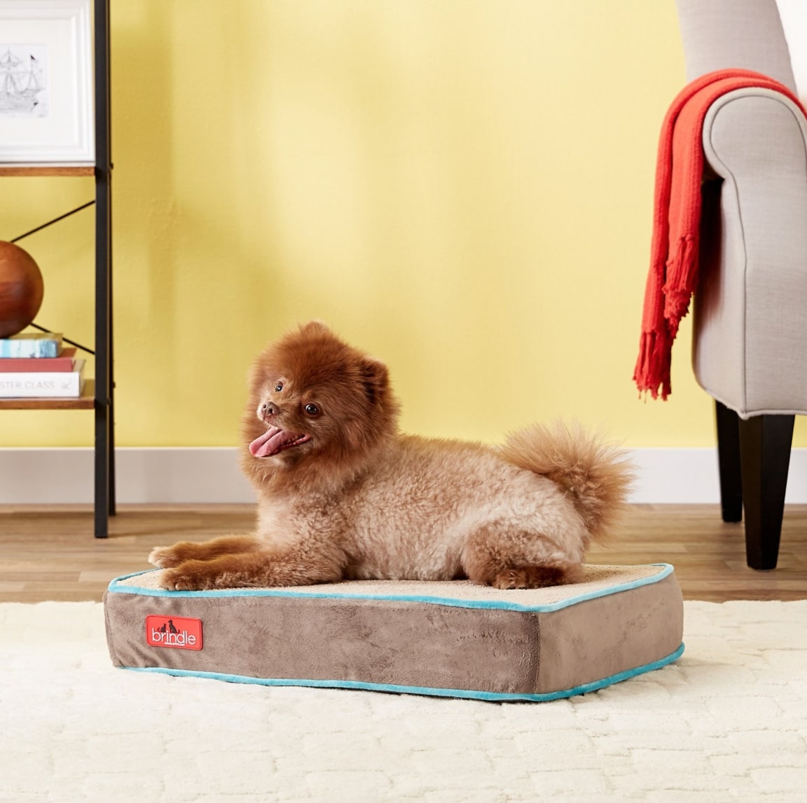Small Dog Beds The Best Small Dog Beds for Your PintSized Pal