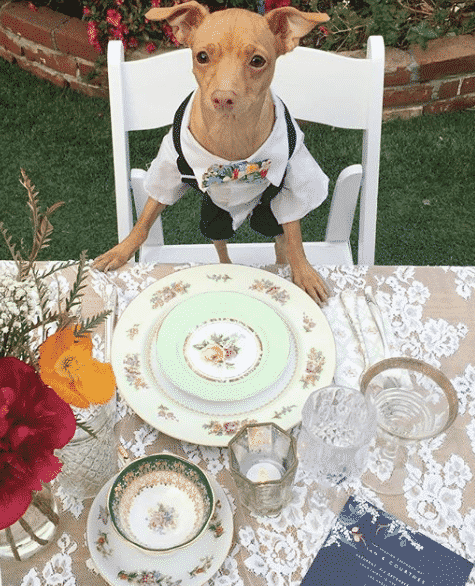 Burns Night For Dogs The Dog People By Rover Com