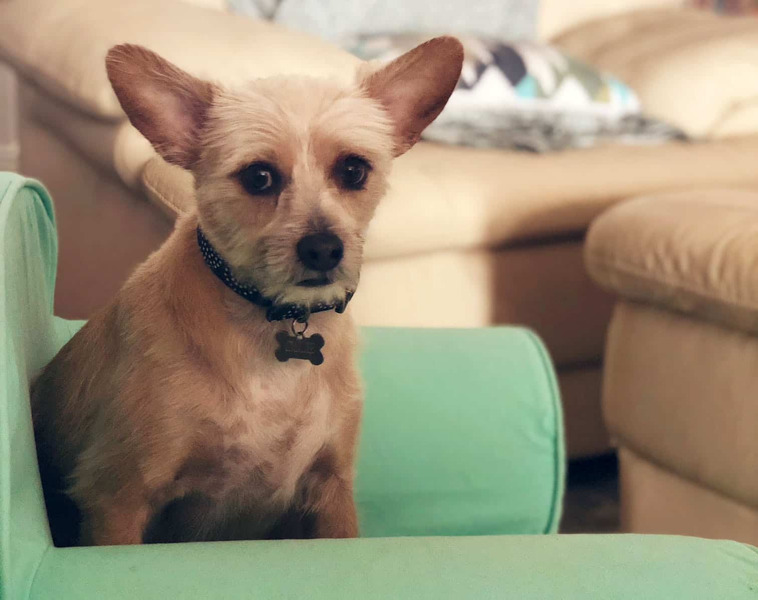 best_dog_sitters