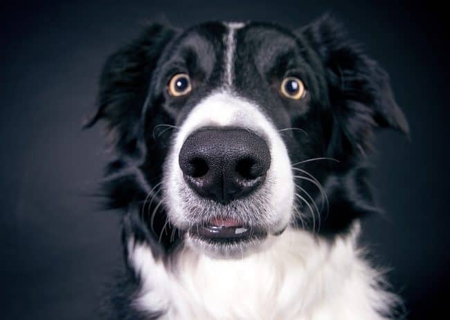 Primer plano de un perro