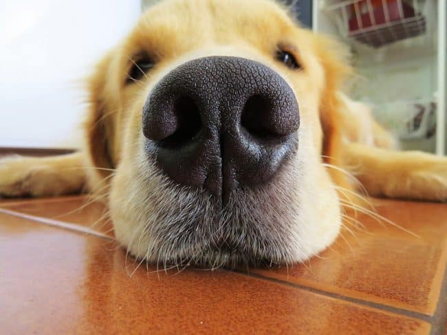 Bigotes de la nariz del perro