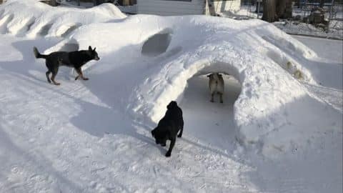 dog snow fort canada