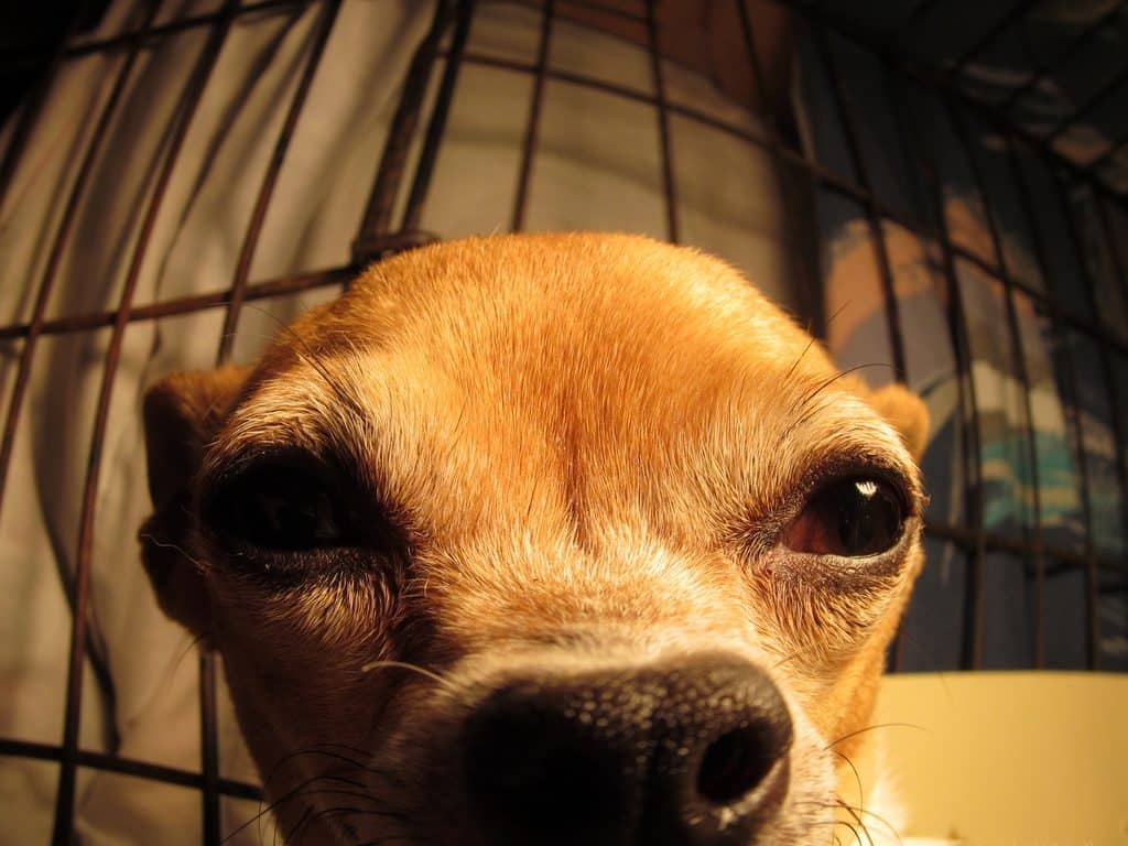 A close up of a small dog's face in a crate