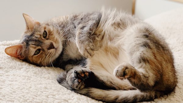 chewy heated cat bed