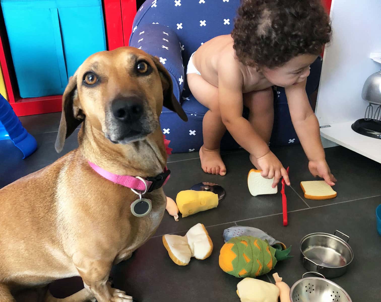 How to Choose the Best Dog Sitter for Your Dog The Dog People by