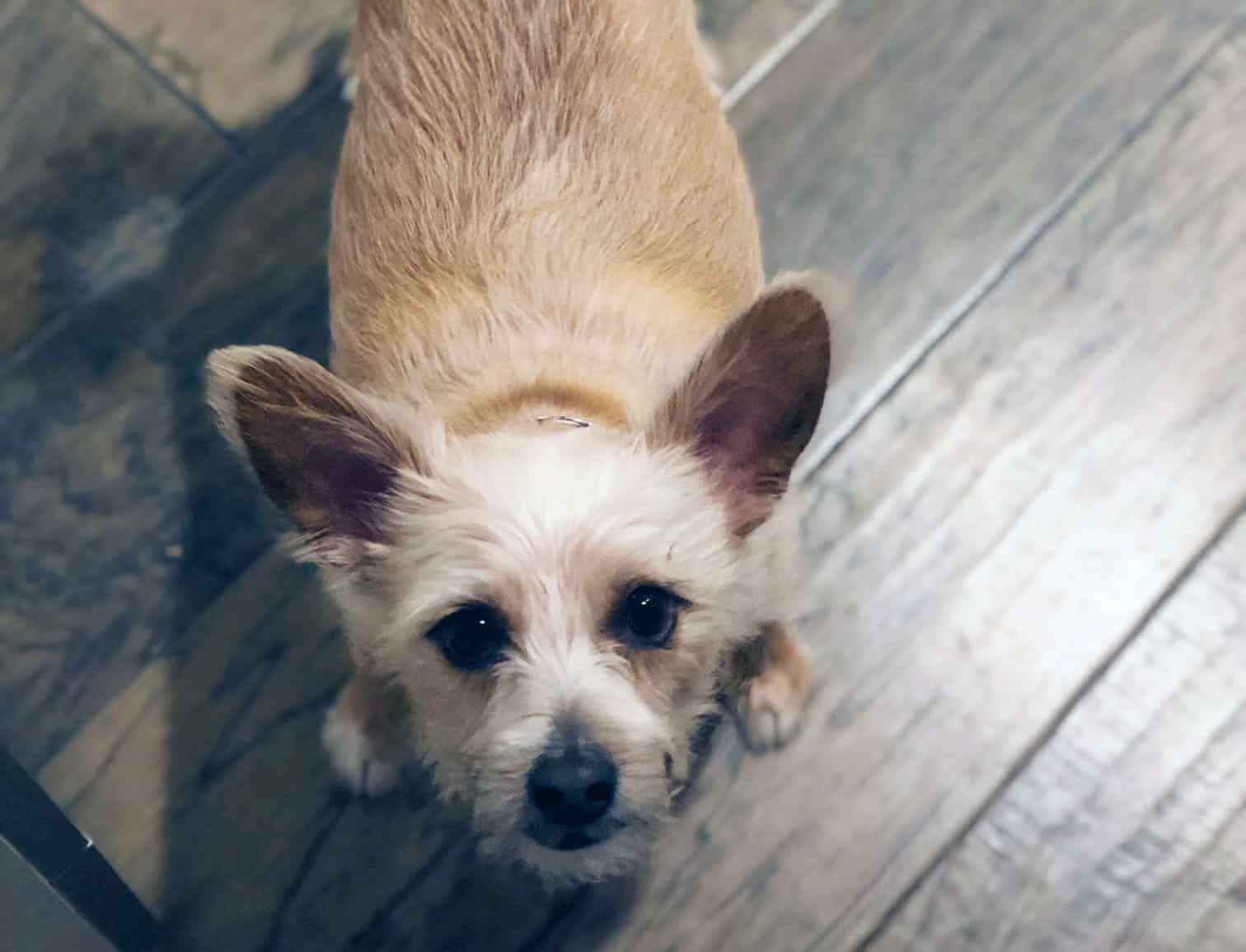 7 Tips to Get Your Dog Ready for the Pet Sitter The Dog People by