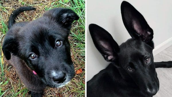 Game Of Throne Dogs Our 10 Favorite Picks For Fans