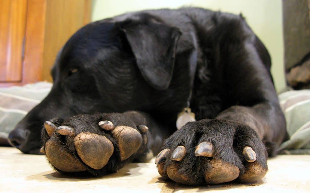 How Often Should I Trim My Dog's Nails? | The Dog People by 