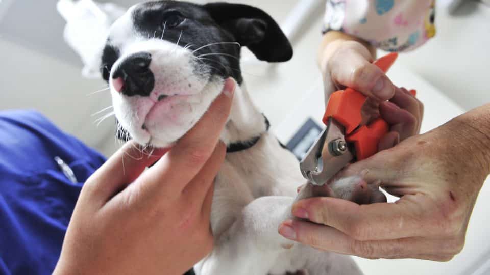How Often Should I Trim My Dog's Nails? | The Dog People by Rover.com