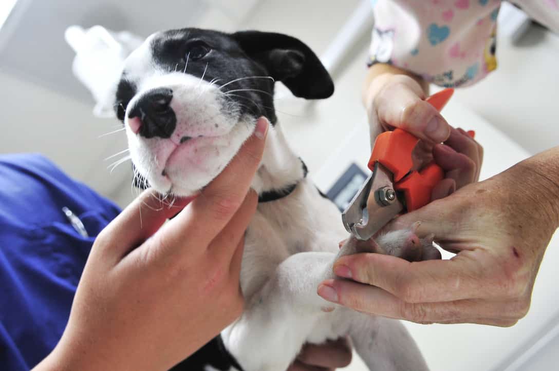 Meget sur løber tør Hammer How Often Should I Trim My Dog's Nails? | The Dog People by Rover.com