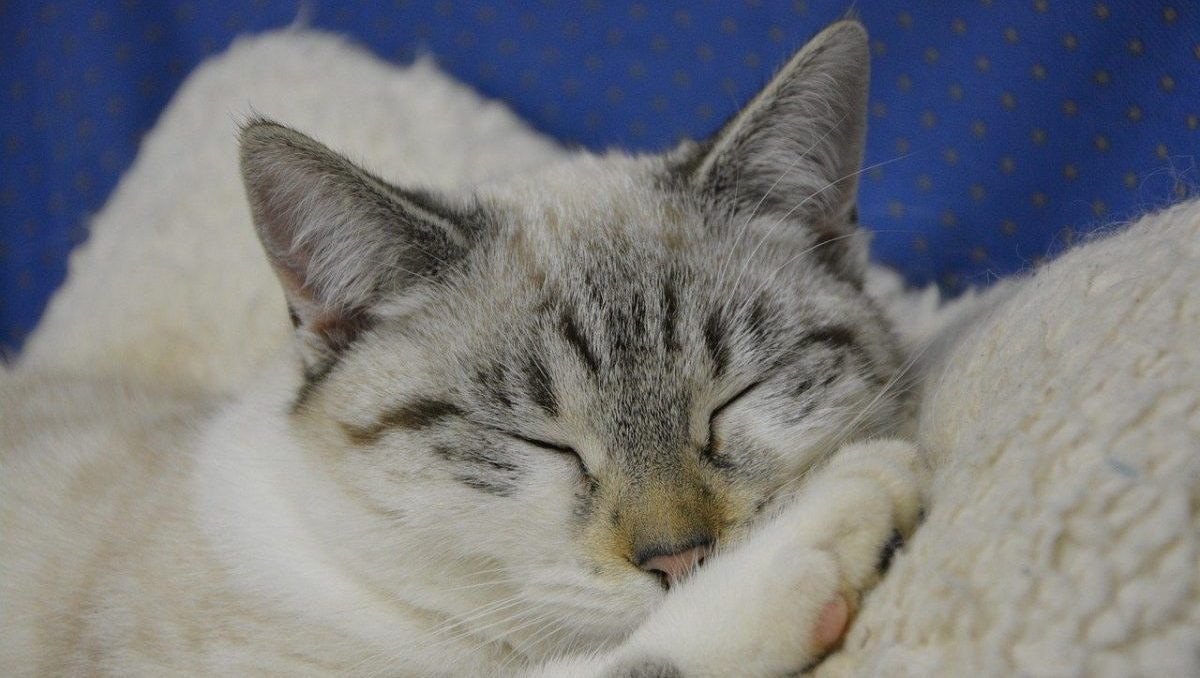 The Best Cat Beds On Amazon to Keep Kitty Cozy