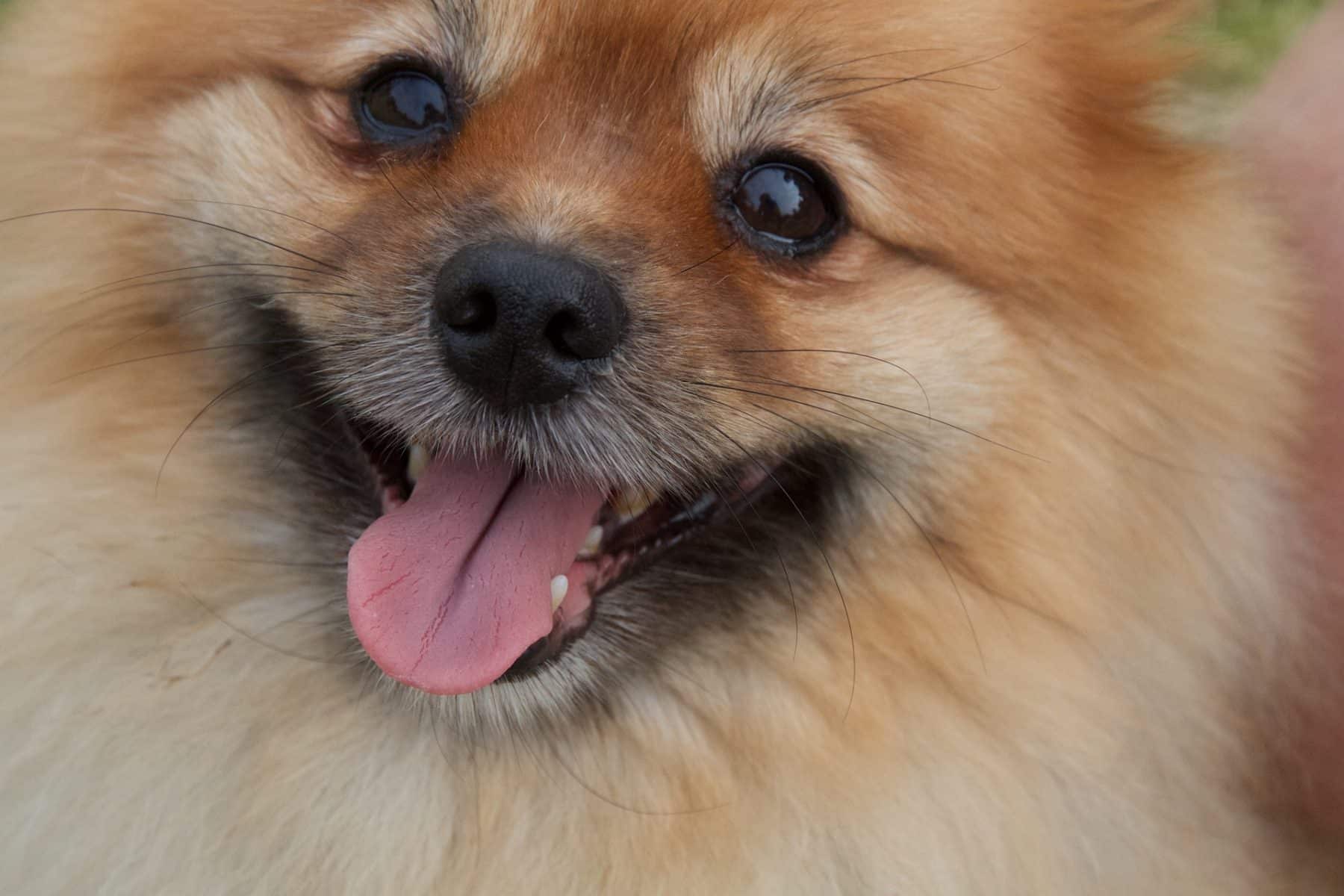 6 Facts You Might Not Know About Pomeranians The Dog People By Rover