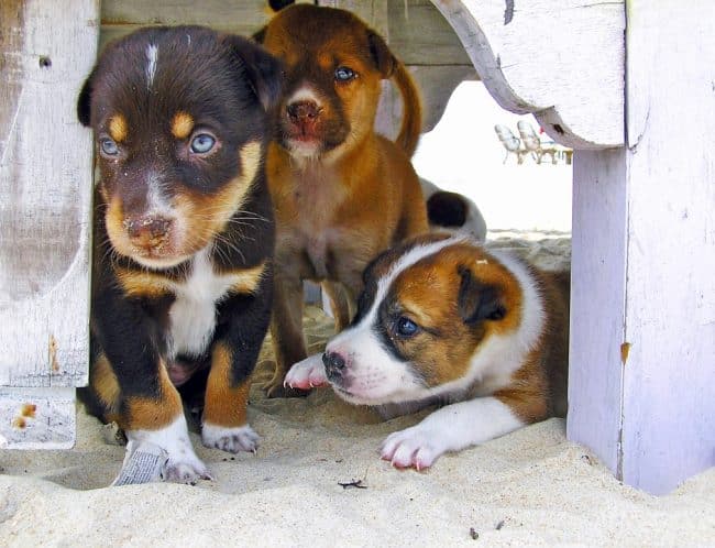 Puppies under deck