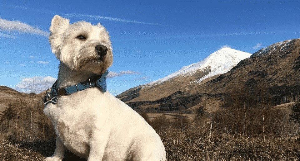 100-incredible-scottish-dog-names-the-dog-people-by-rover