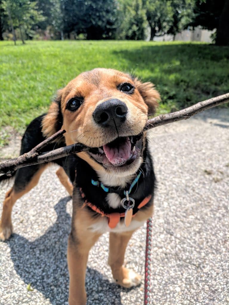 Rover Announces the Winners of the Dog Photo of the Year Contest The Dog People by