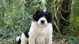 Top 12 Labradoodle Facts What Labradoodle People Need You To Know