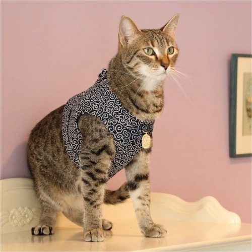 cat wearing Necoichi harness