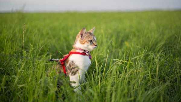 cat wearing Rabitgoo harness