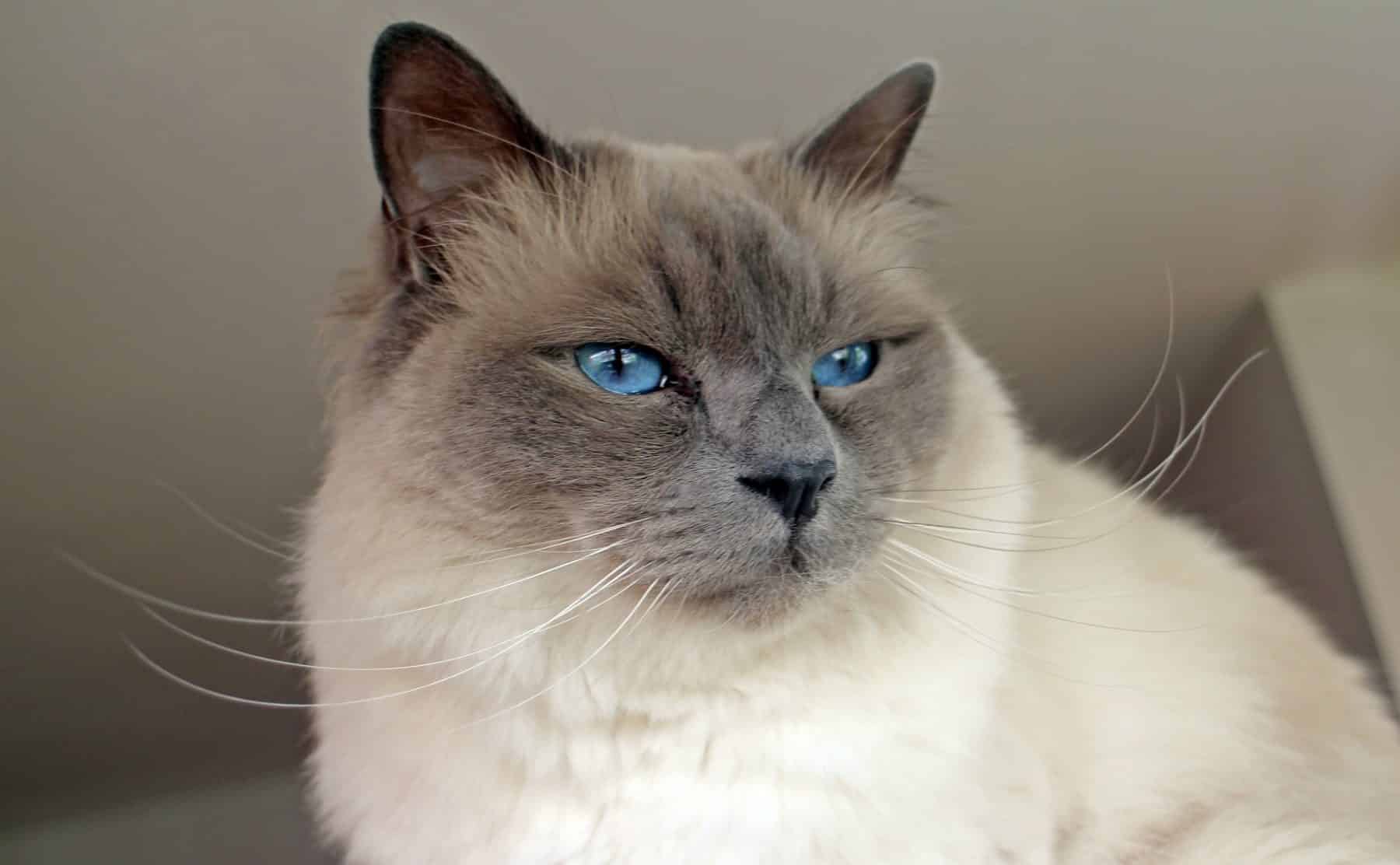 The 9 Cuddliest, Most Affectionate Cat Breeds in the World