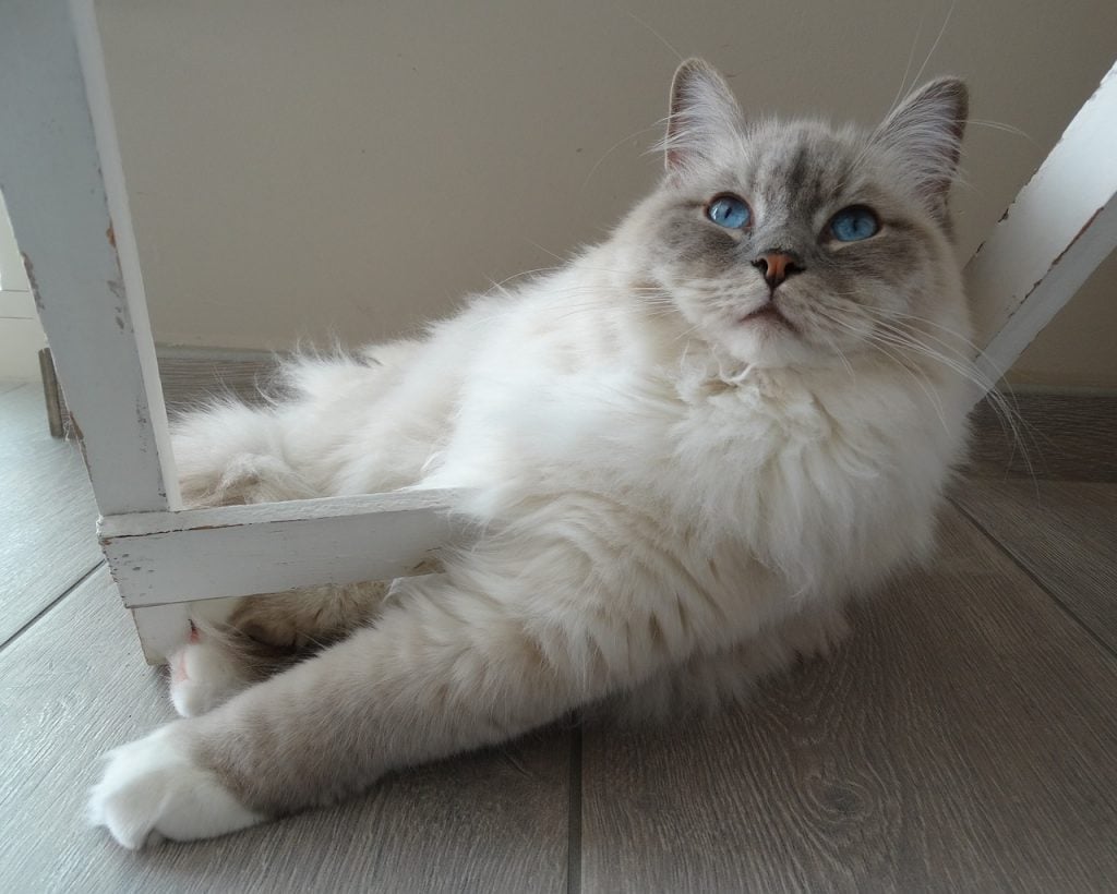 a ragdoll cat, one of the most affectionate cat breeds, looks at the camera with blue eyes