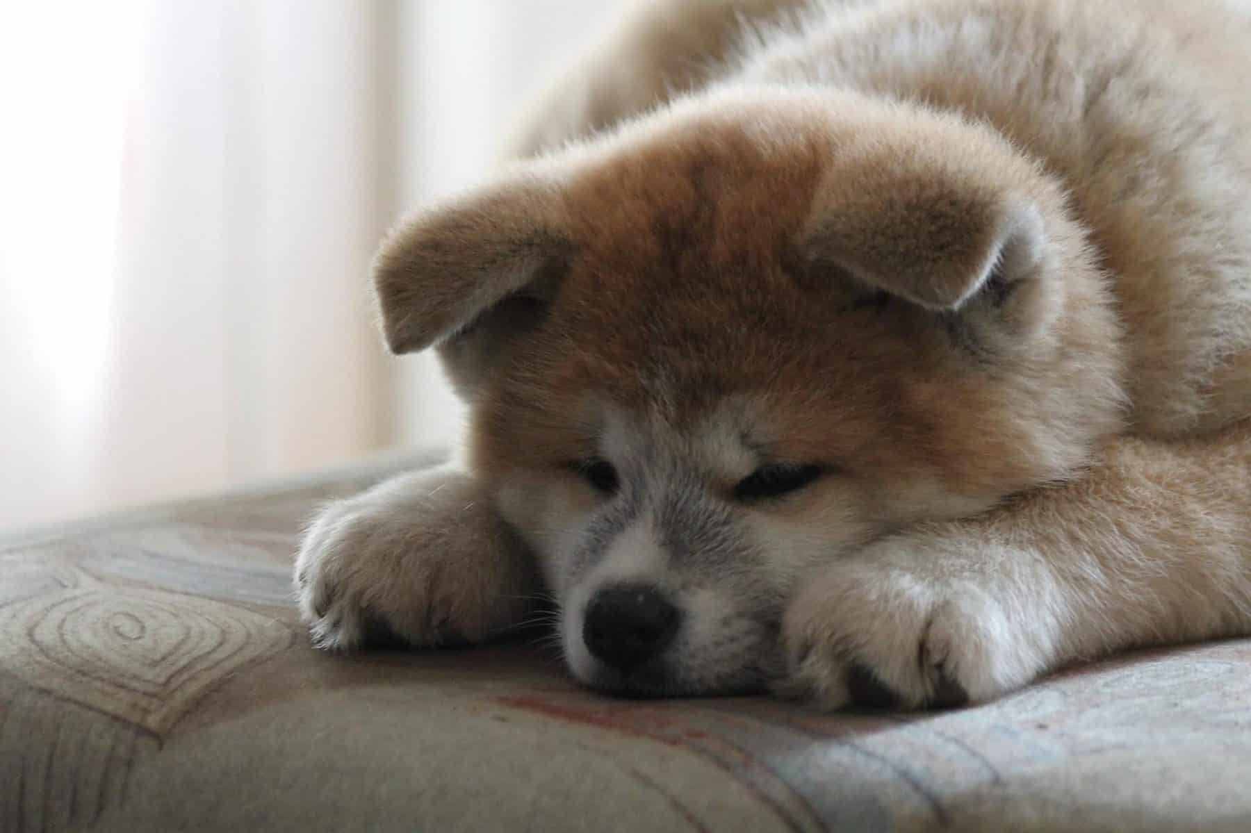 Kriger Underholde vidnesbyrd 11 japanska hundraser du måste träffa | The Dog People by Rover.com