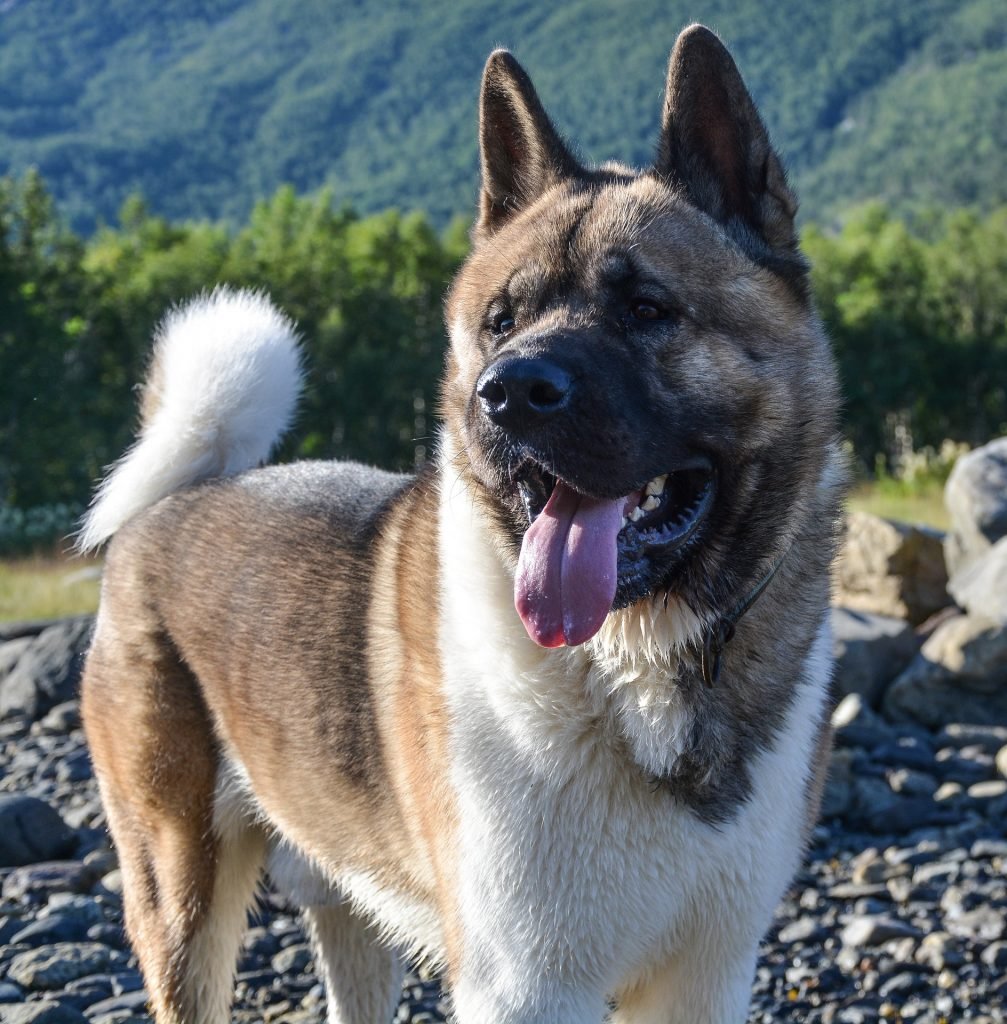 the Akita standing tall is one of the biggest dogs that look like bears