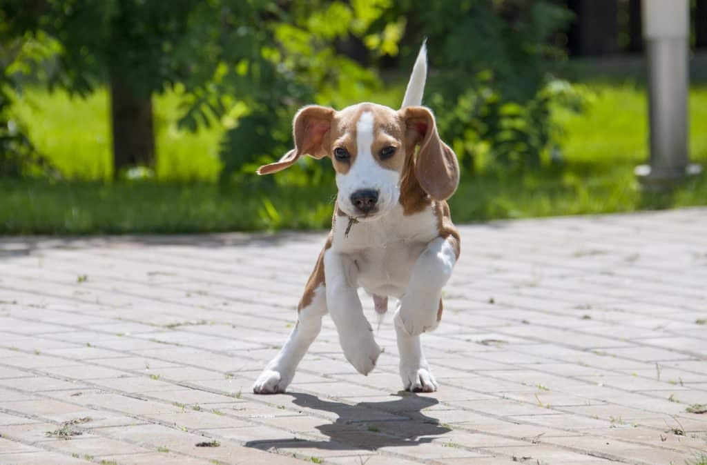 chiot beagle en train de courir