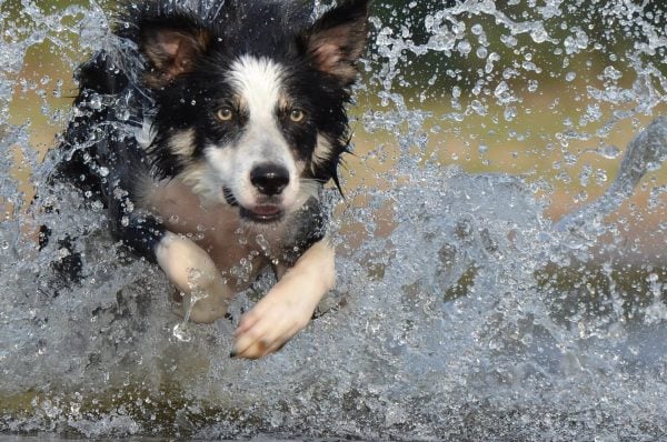 Border Collie running through water