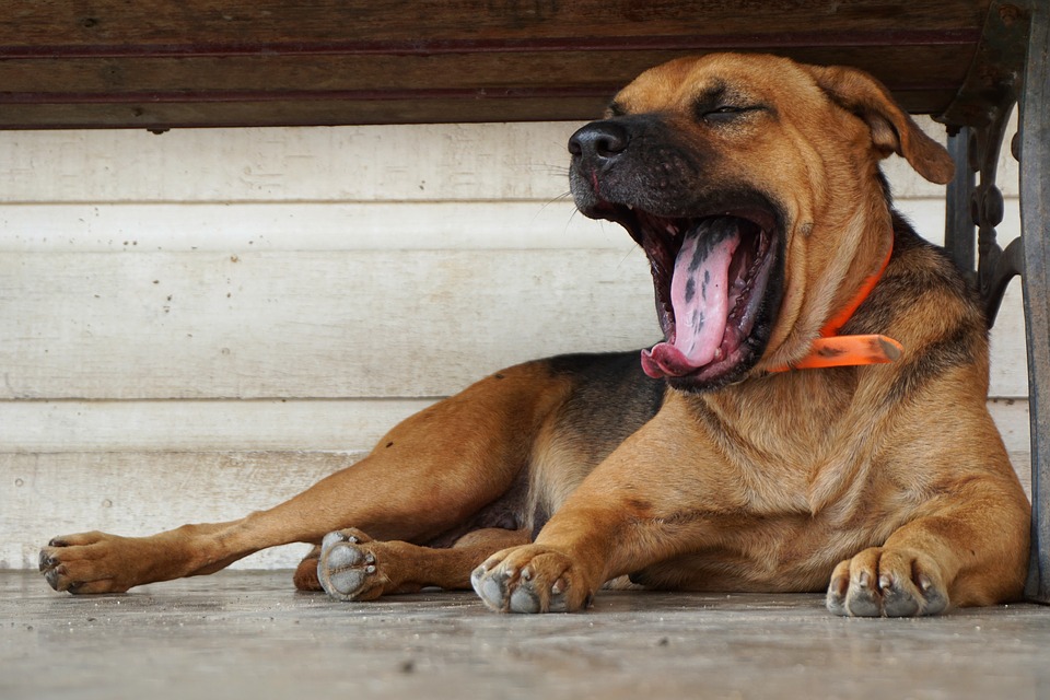 brown dog yawning