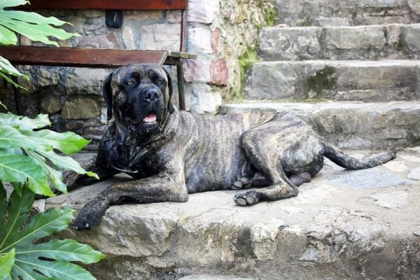 Cane Corso sitting on ledge with tongue out