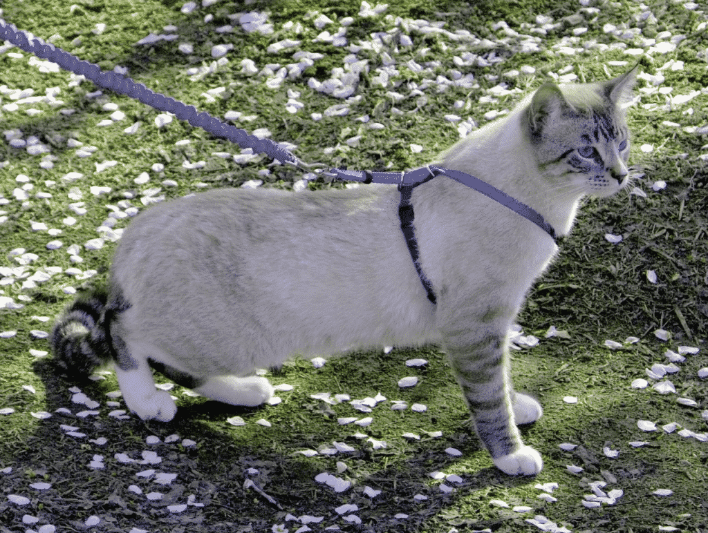 cat harness picture