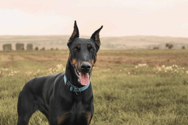 Happy Doberman standing in field
