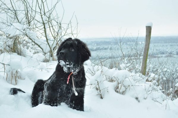 Black Newfoundland sitting in snow