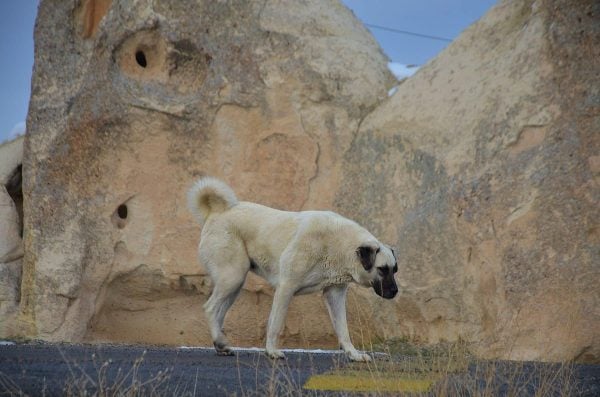 Kangal walking along rocky street