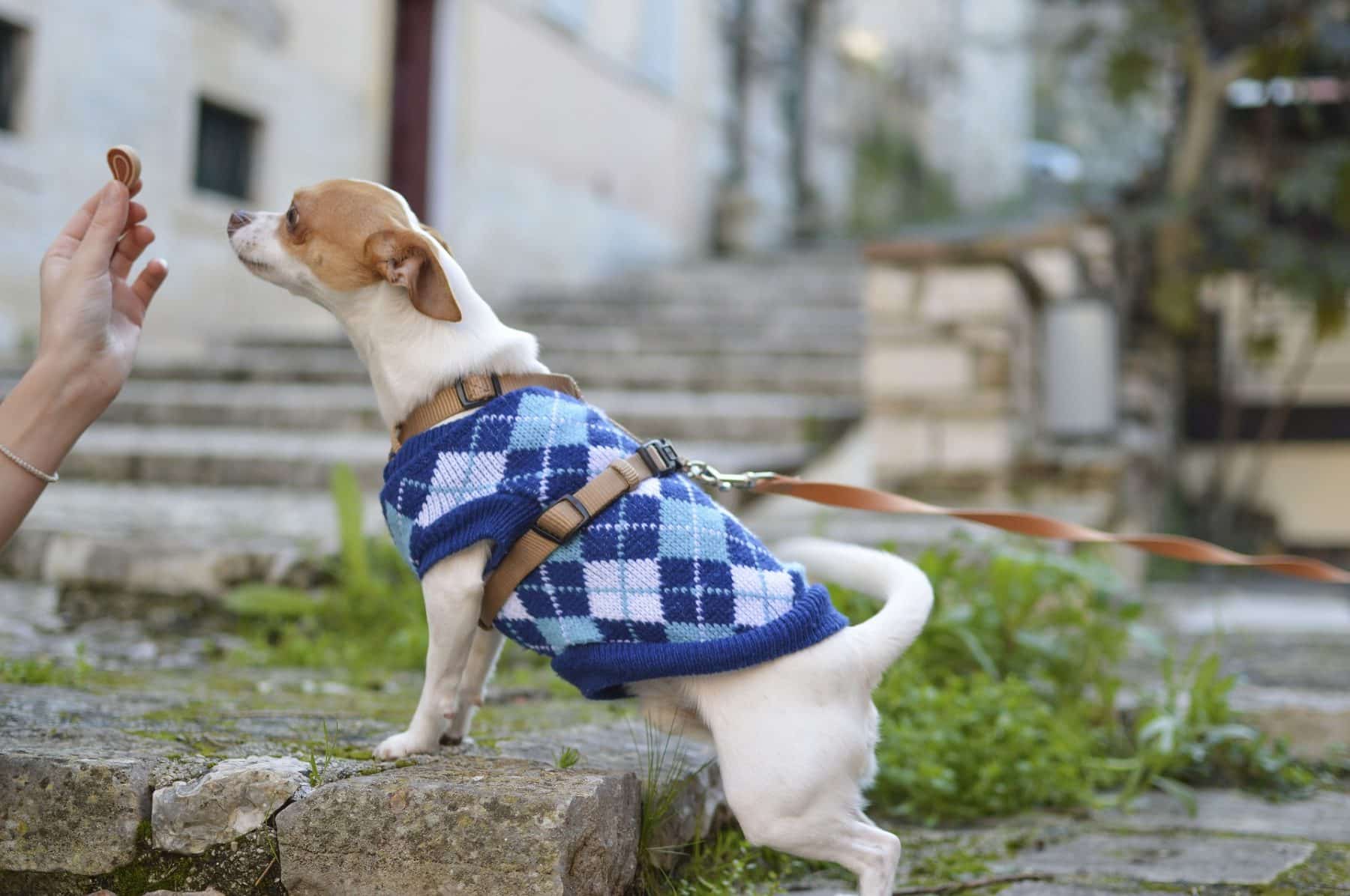 good treats for dogs with sensitive stomachs