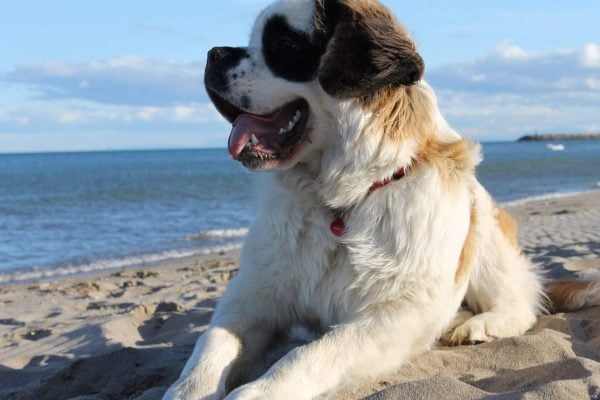 Saint Bernard sitting on beach with tongue out