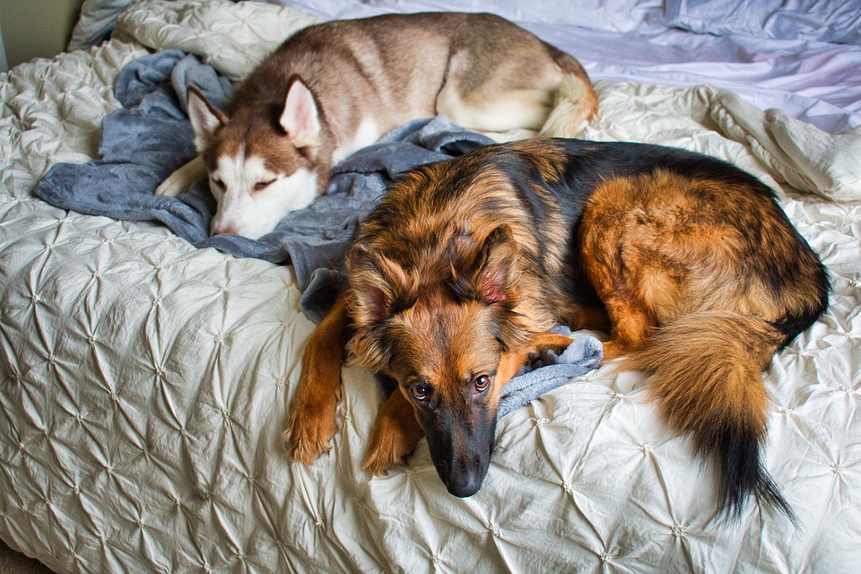 Dogs on bed