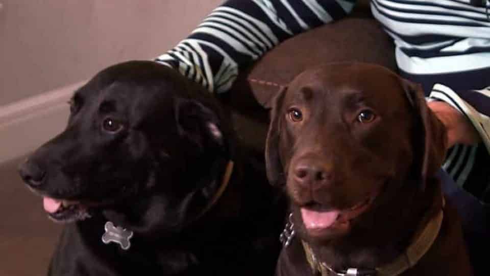 dogs rescue mom after stroke