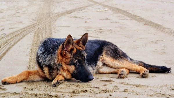 German Shepherd lying in sand